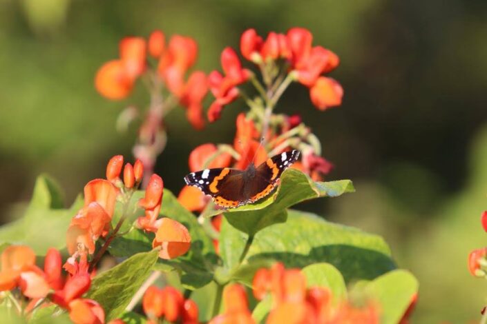 Kleurrijke content voor je blog